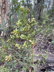 Dodonaea viscosa cuneata