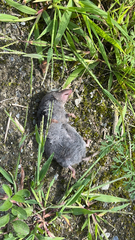 Blarina brevicauda