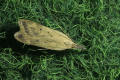 Dichomeris limosellus