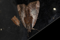 Catocala ultronia