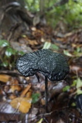 Amauroderma