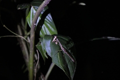 Stagmomantis carolina