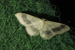 Idaea aversata