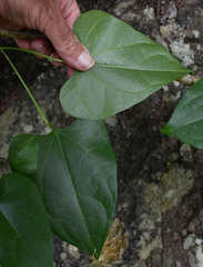 Tinospora smilacina