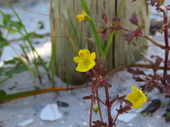 Hemimeris sabulosa