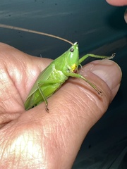 Neoconocephalus retusus