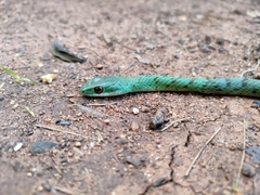 Philothamnus semivariegatus