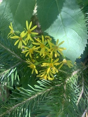Senecio spartioides