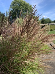 Miscanthus