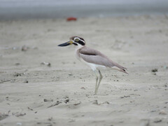 Esacus recurvirostris