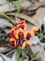 Daviesia brevifolia