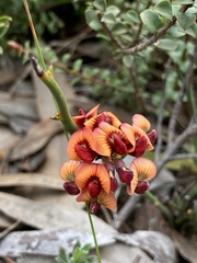 Daviesia brevifolia