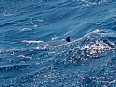 Stenella longirostris
