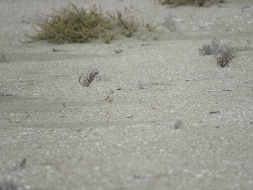 Asian Desert Warbler