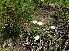 Stellaria graminea