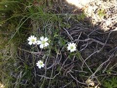 Stellaria graminea