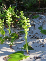 Pterygodium volucris