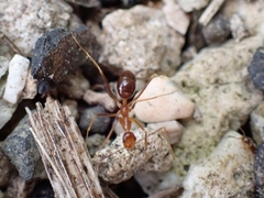 Anoplolepis gracilipes