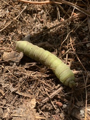 Smerinthinae