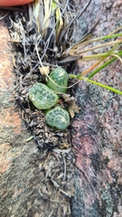 Bulbine mesembryanthemoides