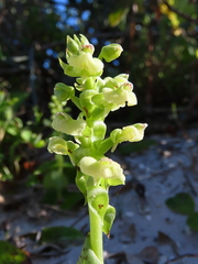 Pterygodium volucris