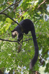 Ratufa bicolor