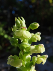 Pterygodium volucris