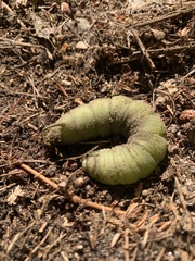Smerinthinae