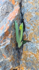 Bulbine praemorsa