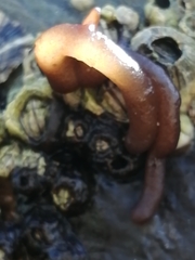 Nemalion elminthoides