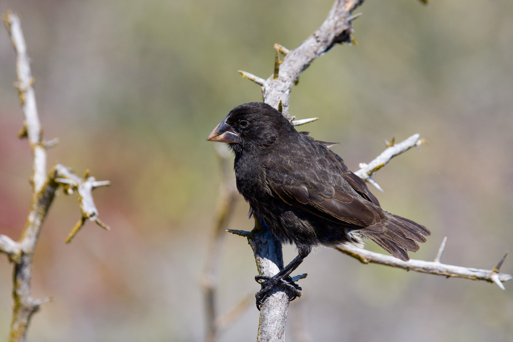 Española Ground-Finch (Geospiza conirostris) photo