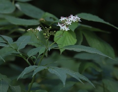 Sambucus ebulus