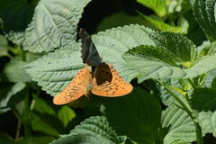 Argynnis sagana