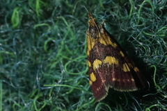 Pyrausta purpuralis