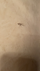 Anstenoptilia marmarodactyla