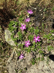 Primula minima