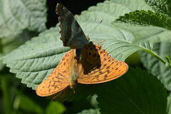 Argynnis sagana