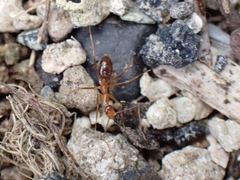 Anoplolepis gracilipes