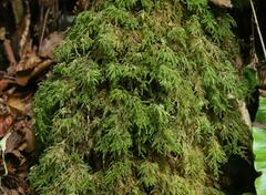 Thamnobryum alopecurum