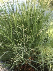 Panicum capillare
