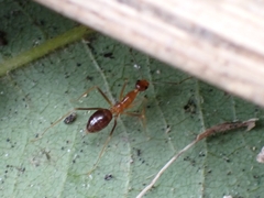 Anoplolepis gracilipes