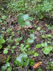 Asarum