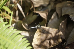 Diplacodes trivialis