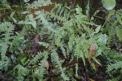 Dicranopteris