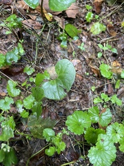 Asarum