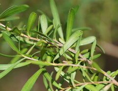 Kunzea leptospermoides
