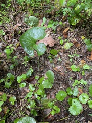 Asarum