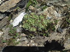 Saxifraga paniculata
