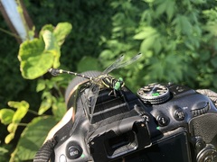 Melligomphus viridicostus