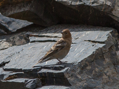 Leucosticte nemoricola